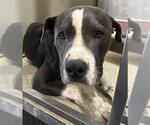 Small American Pit Bull Terrier