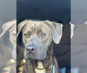 Mutt Dogs for adoption in Incline Village, NV, USA