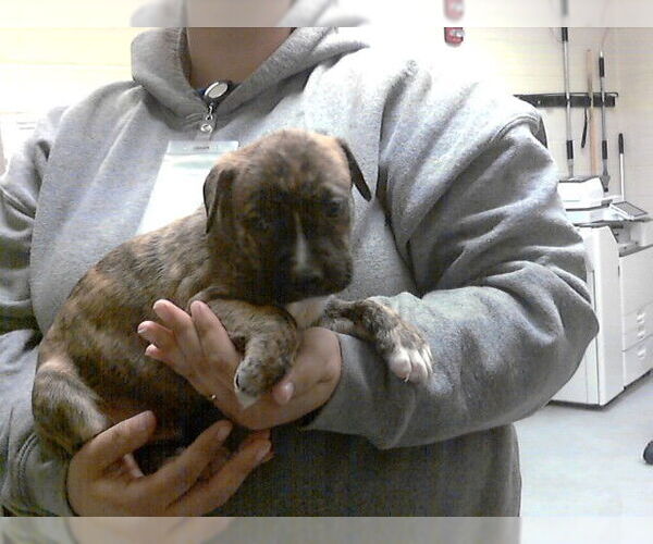 Medium Photo #1 Labrador Retriever-Unknown Mix Puppy For Sale in Fayetteville, NC, USA