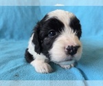 Small #6 Aussiedoodle