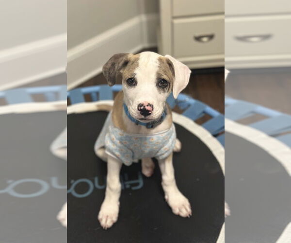 Medium Photo #8 Catahoula Leopard Dog-Unknown Mix Puppy For Sale in Rockaway, NJ, USA