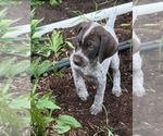 Puppy Rangeley German Shorthaired Pointer