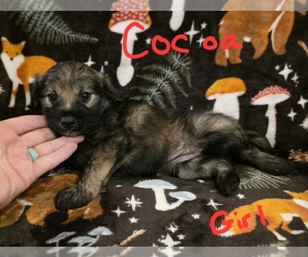 Medium Photo #10 Chizer Puppy For Sale in MONTEZUMA, GA, USA