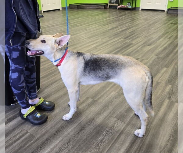 Medium Photo #2 German Shepherd Dog-Unknown Mix Puppy For Sale in Winston Salem, NC, USA