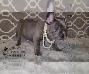 French Bulldog Puppy for sale in INDIANAPOLIS, IN, USA