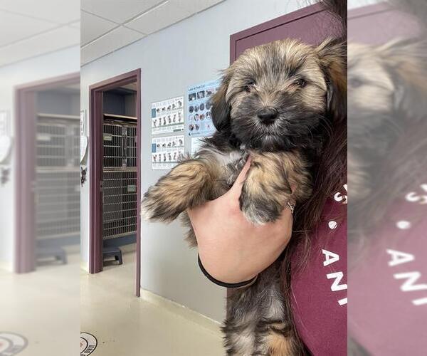 Medium Photo #1 Lhasa Apso-Unknown Mix Puppy For Sale in Santa Cruz, CA, USA