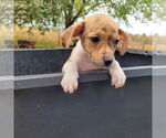 Small Chihuahua Mix