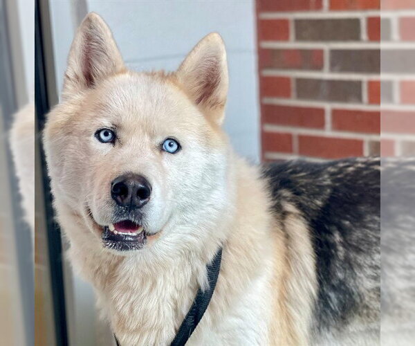 Medium Photo #1 Siberian Husky-Unknown Mix Puppy For Sale in Edmond, OK, USA