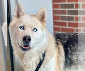 Siberian Husky-Unknown Mix Dogs for adoption in Edmond, OK, USA