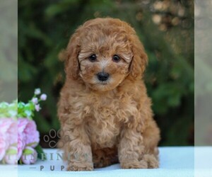 Poodle (Toy) Puppy for sale in EAST EARL, PA, USA