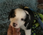 Small Photo #9 Miniature American Shepherd Puppy For Sale in PLACERVILLE, CA, USA