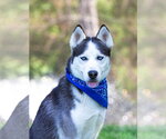 Small Siberian Husky Mix