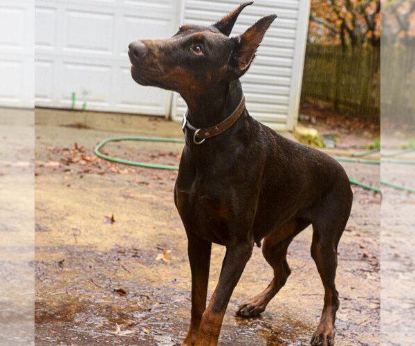 Medium Photo #82 Doberman Pinscher Puppy For Sale in FORT LAUDERDALE, FL, USA