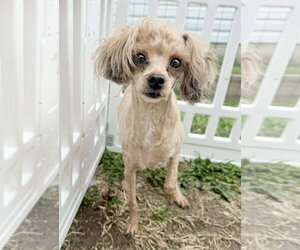 Poodle (Toy) Dogs for adoption in Germantown, OH, USA
