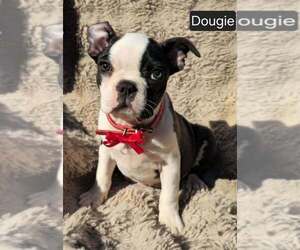Boston Terrier Puppy for sale in POMEROY, OH, USA