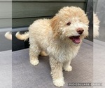 Small Photo #4 Lagotto Romagnolo Puppy For Sale in VANCOUVER, WA, USA