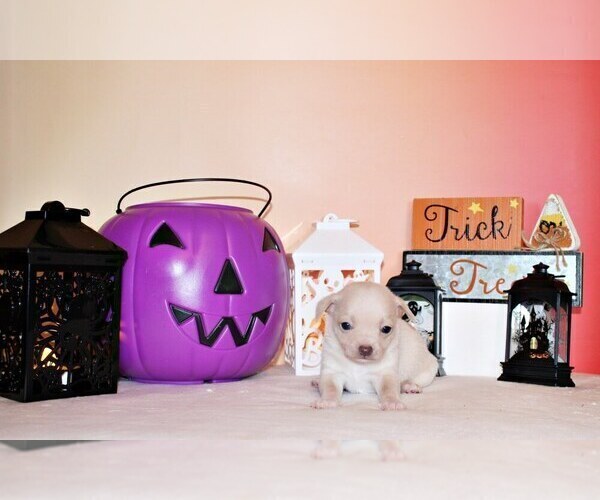 Medium Photo #3 Chihuahua Puppy For Sale in CHARLESTON, AR, USA