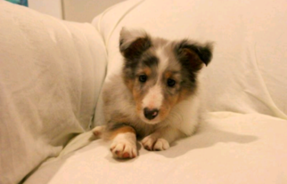 Shetland Sheepdog Puppy for sale in BEDFORD, PA, USA