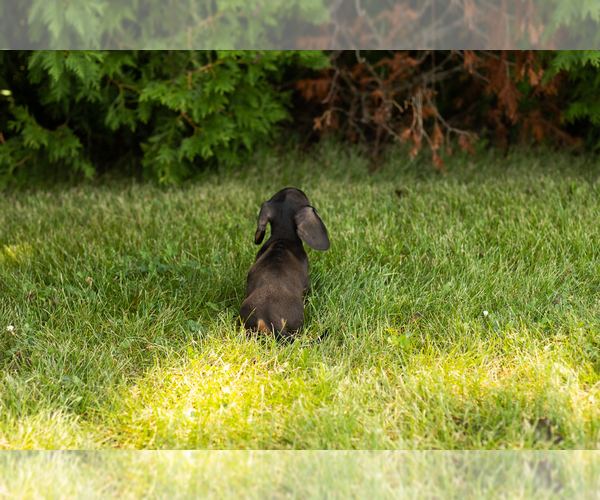 Medium Photo #14 Dachshund Puppy For Sale in MILFORD, IN, USA