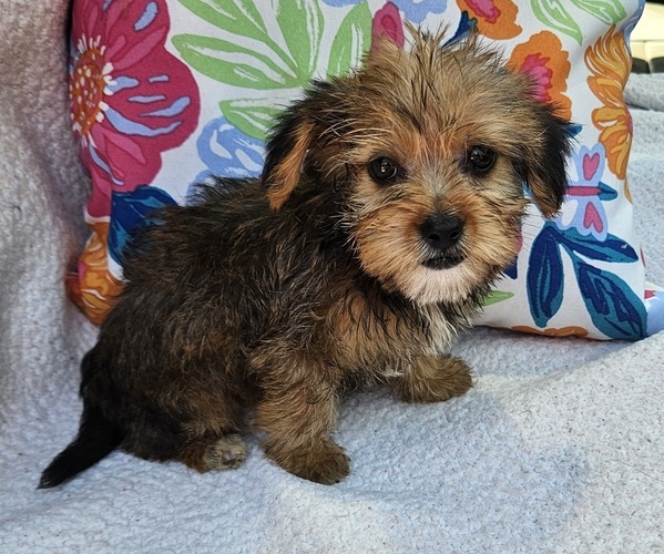 Medium Photo #4 Shorkie Tzu Puppy For Sale in WALSH, IL, USA
