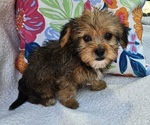 Small #3 Shorkie Tzu