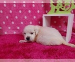 Small Photo #9 English Cream Golden Retriever Puppy For Sale in PEYTON, CO, USA