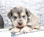 Small Photo #38 Schnauzer (Miniature) Puppy For Sale in SYRACUSE, IN, USA
