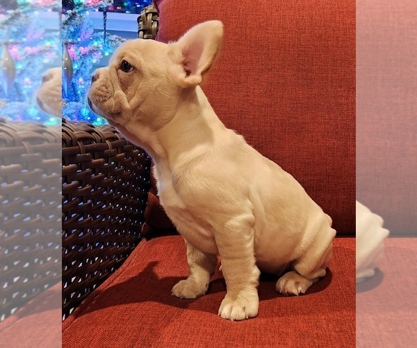 Medium Photo #3 French Bulldog Puppy For Sale in SNOHOMISH, WA, USA