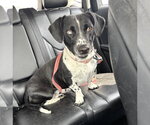 Small #1 Basset Hound Mix