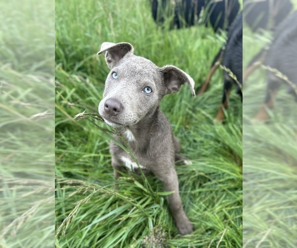 Medium Photo #4 Australian Kelpie Puppy For Sale in CAMAS, WA, USA