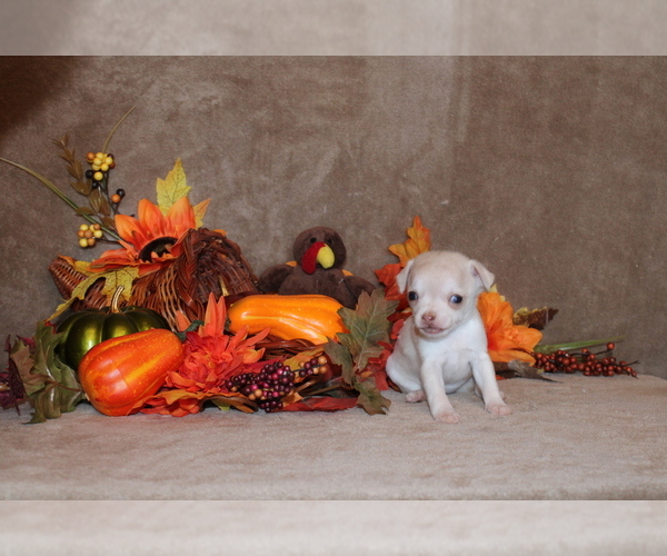Medium Photo #13 Chihuahua Puppy For Sale in CHARLESTON, AR, USA
