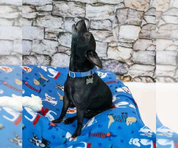 Medium Photo #5 Jack Chi Puppy For Sale in Kennesaw, GA, USA