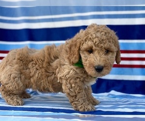 Goldendoodle Puppy for sale in LANCASTER, PA, USA