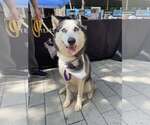 Small #1 Siberian Husky