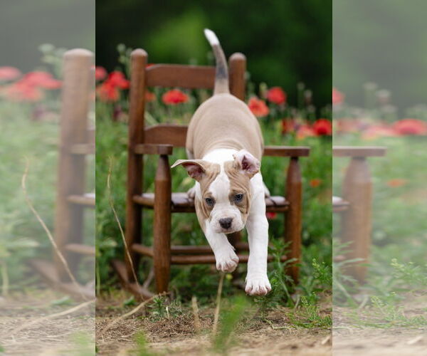 Medium Photo #14 Mutt Puppy For Sale in Garner, NC, USA