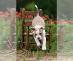Small #13 Mutt