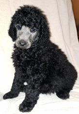 Poodle (Standard) Puppy for sale in RAMONA, CA, USA