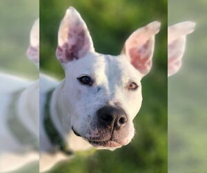 Vally - Female American Pit Bull Terrier-Unknown Mix Dog for Adoption - Photo #4