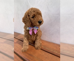 Goldendoodle (Miniature) Puppy for sale in YUCAIPA, CA, USA