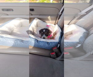 Australian Shepherd-Unknown Mix Dogs for adoption in Williamsburg, NM, USA