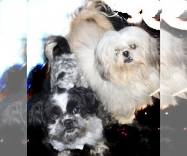 Medium Photo #1 Shih Tzu Puppy For Sale in THAYER, KS, USA