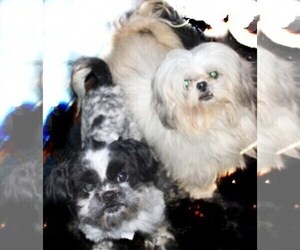 Mother of the Shih Tzu puppies born on 06/27/2025