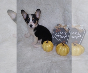 Pembroke Welsh Corgi Puppy for sale in INDIANAPOLIS, IN, USA