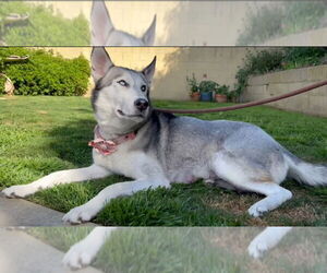 Marlee - Female Siberian Husky Dog for Adoption - Photo #4