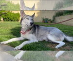 Small #3 Siberian Husky