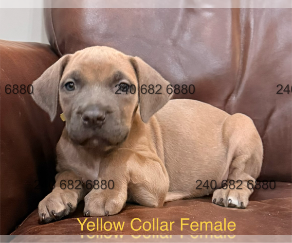 Medium Photo #1 Cane Corso Puppy For Sale in LA PLATA, MD, USA