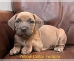 Puppy Yellow Collar F Cane Corso