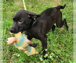 Small #2 Catahoula Leopard Dog-Labrador Retriever Mix