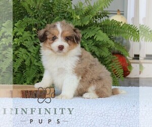 Aussiedoodle Miniature Puppy for sale in NARVON, PA, USA