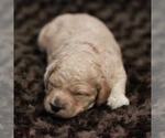 Small #12 Goldendoodle (Miniature)